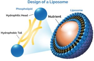 liposomes